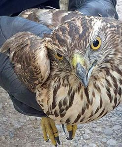 Warszawa. Przyleciał do szkoły nie po wiedzę, a po pomoc