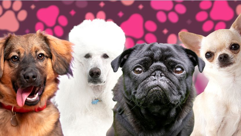 Którym pieskiem jesteś (PSYCHTEST)