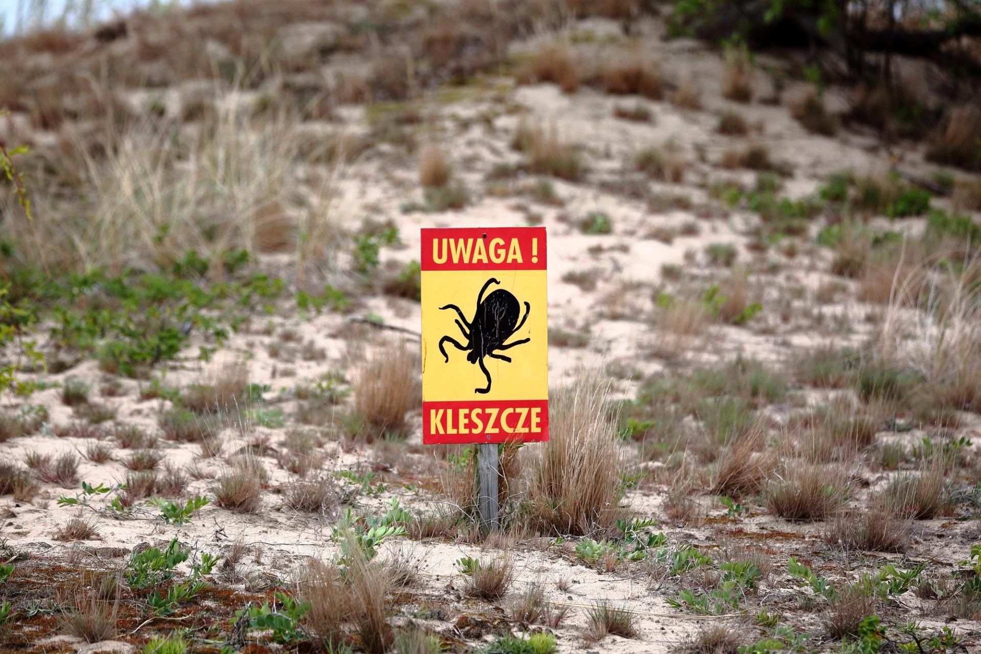 Wirus Powassan. Nowa choroba odkleszczowa atakuje w USA