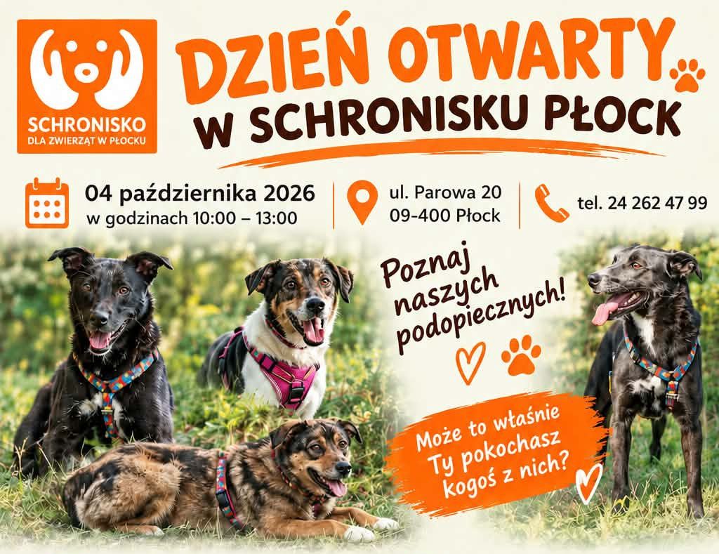 Poznaj podopiecznych płockiego schroniska. Dzień otwarty już 4 października