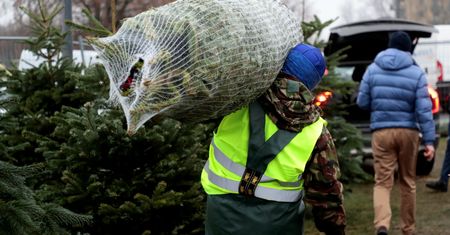 Warszawa. Sprzedawcy choinek grozili konkurencji