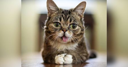 Lil Bub nie żyje. Była ukochanym kotem internetu