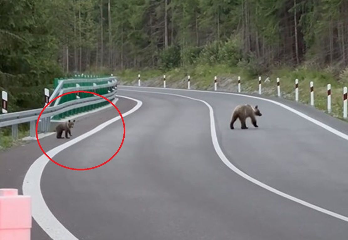 Mały miś szedł za mamą w Tatrach. Zobaczcie, co zrobił na koniec spaceru