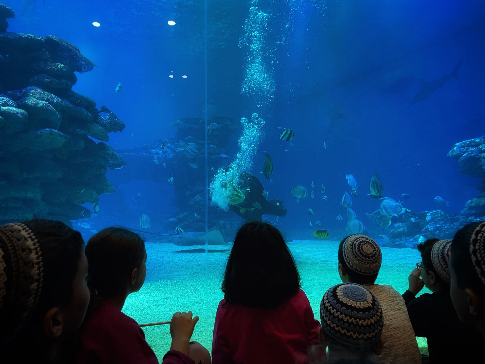 Oceanarium 
