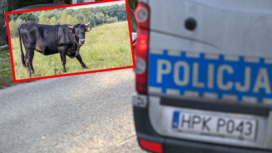 Wypadek z udziałem byków na Podlasiu