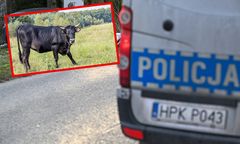Tragiczny wypadek w gospodarstwie rolnym. Zaatakowały byki