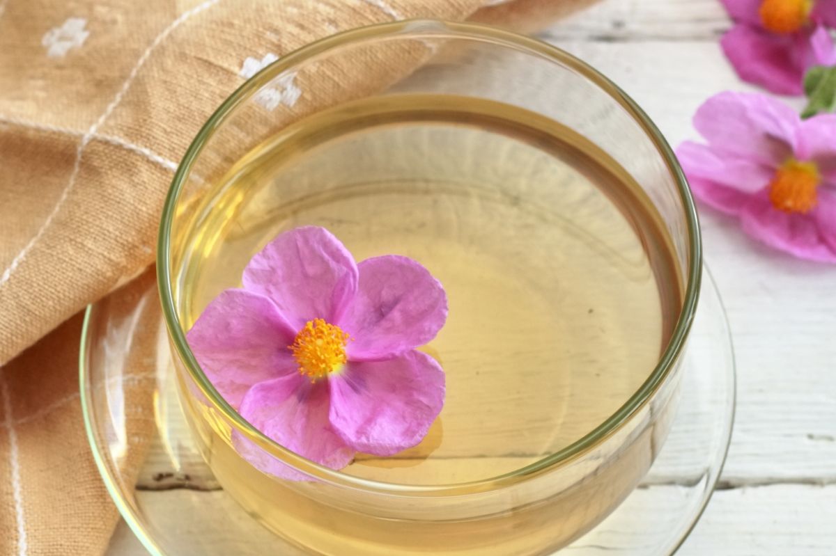 Cistus tea: Rediscovering a timeless Mediterranean health treasure