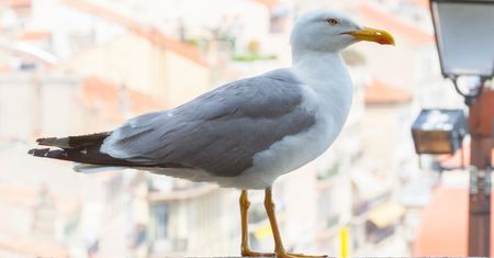 Urbanizacja zmienia zachowanie zwierząt. Badanie wskazuje globalny trend