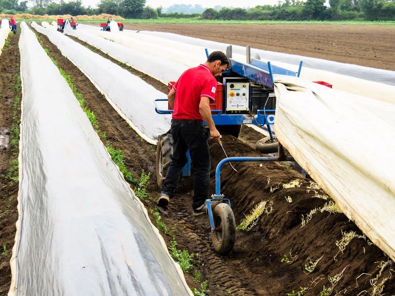 W Niemczech plantatorzy i rolnicy co roku zatrudniają ok. 300 tys. pracowników z zagranicy. 