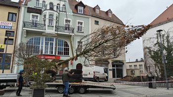 Szczecinek: Platan pojawił się w centrum. Ma zastąpić wyciętą 30-letnią wierzbę