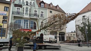 Szczecinek: Platan pojawił się w centrum. Ma zastąpić wyciętą 30-letnią wierzbę