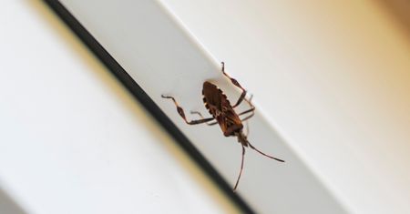 Śmierdzący owad wciska się do domów. Widziałeś? Koniecznie daj znać