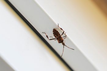 Śmierdzący owad wciska się do domów. Widziałeś? Koniecznie daj znać