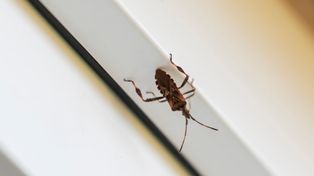 Śmierdzący owad wciska się do domów. Widziałeś? Koniecznie daj znać