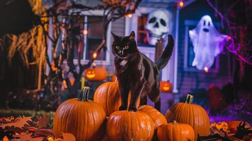 Dlaczego czarne koty kojarzą się z Halloween? Fakty i mity