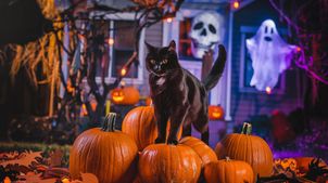 Dlaczego czarne koty kojarzą się z Halloween? Fakty i mity