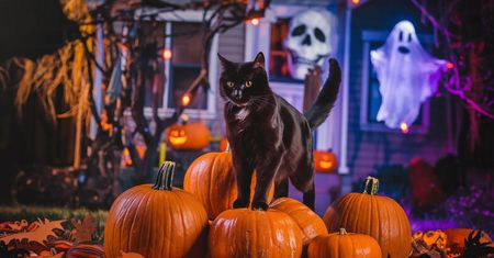 Dlaczego czarne koty kojarzą się z Halloween? Fakty i mity