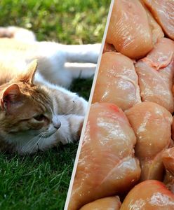 Polski drób z wirusem? Jest komunikat resortu rolnictwa