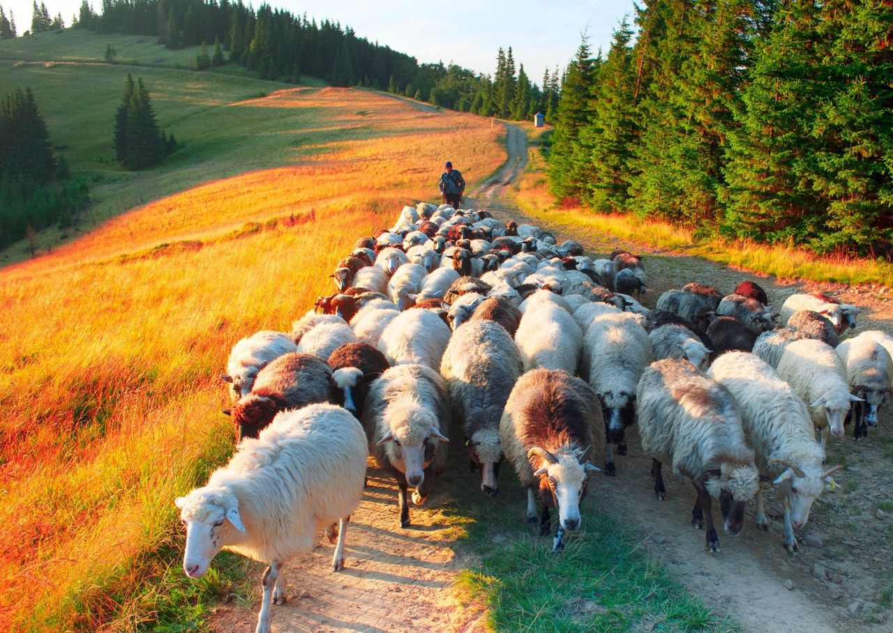 Czas redyków. Wędrówka pasterzy i owiec przez Podhale. Tradycja, która wciąż żyje