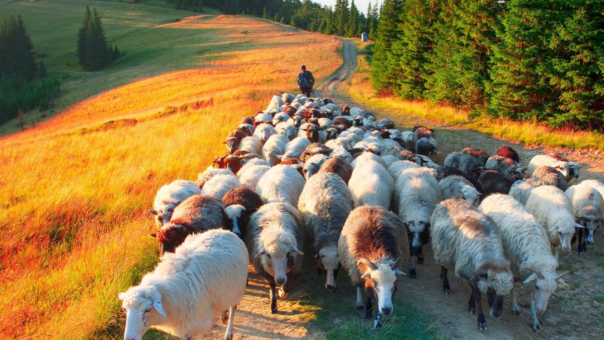 Czas redyków. Wędrówka pasterzy i owiec przez Podhale. Tradycja,