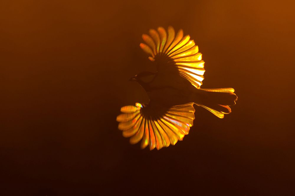 Siena International Photography Awards - Mateusz Piesiak nagrodzony po raz kolejny 3