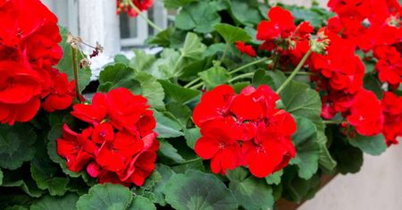 Płynne złoto dla pelargonii. Będą uginać się od kwiatów
