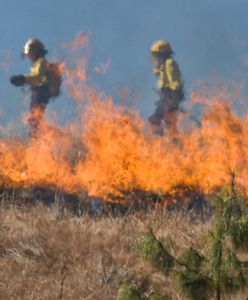 Śląskie. Płoną trawy i nieużytki. Ponad 100 interwencji strażaków