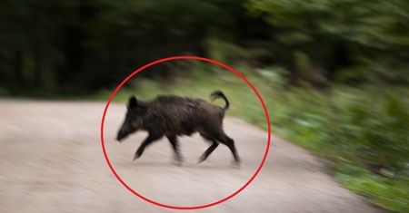 Atak dzika. Pogryzł 77-letniego Niemca