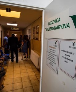 Kraków. Amstaffy rozszarpały jamnika? "Nie chodzi o hejt"