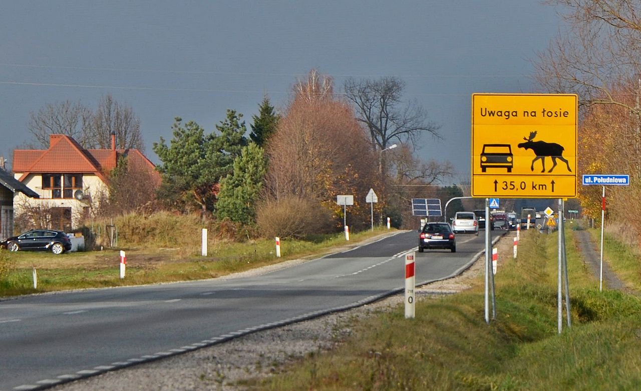 Kiedy widzisz taką tablicę, to jej nie ignoruj. Kolizja z łosiem jest nie tylko bardzo niebezpieczna, ale też trudno będzie uzyskać odszkodowanie.