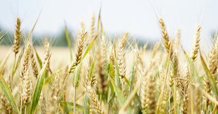 Obfite żniwa w Niemczech. Rolnicy jednak nie są zadowoleni