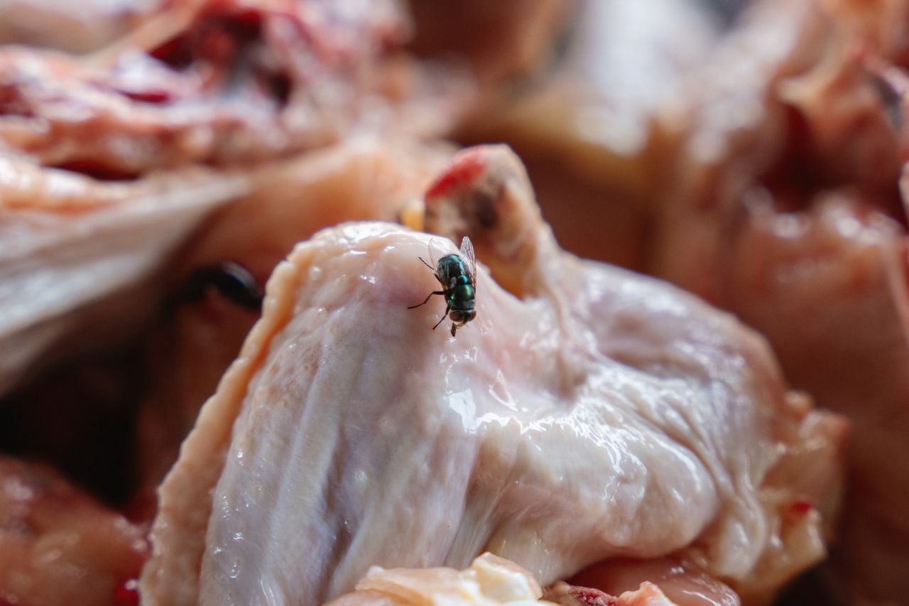 Można jeść produkty, na których usiadła mucha? Ich umycie może nie wystarczyć