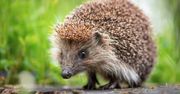 Jeż to niezwykły ssak. Zajmie się szkodnikami w twoim ogrodzie