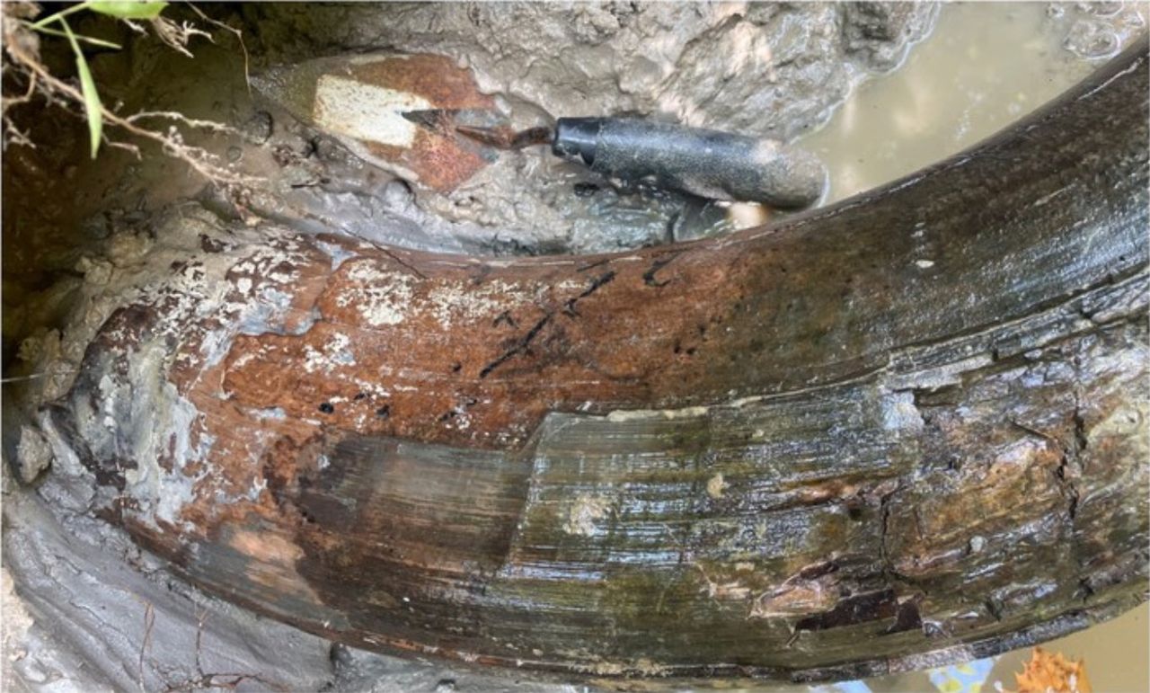 A mammoth tusk found in Mississippi