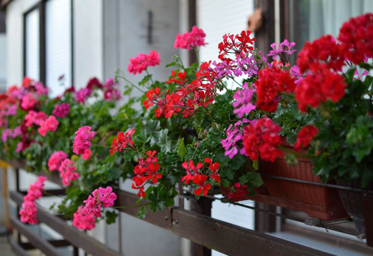 Homemade fertiliser for pelargoniums