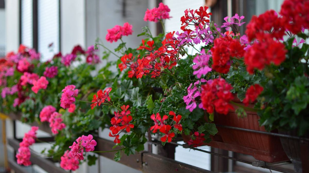 Domowy nawóz do pelargonii 