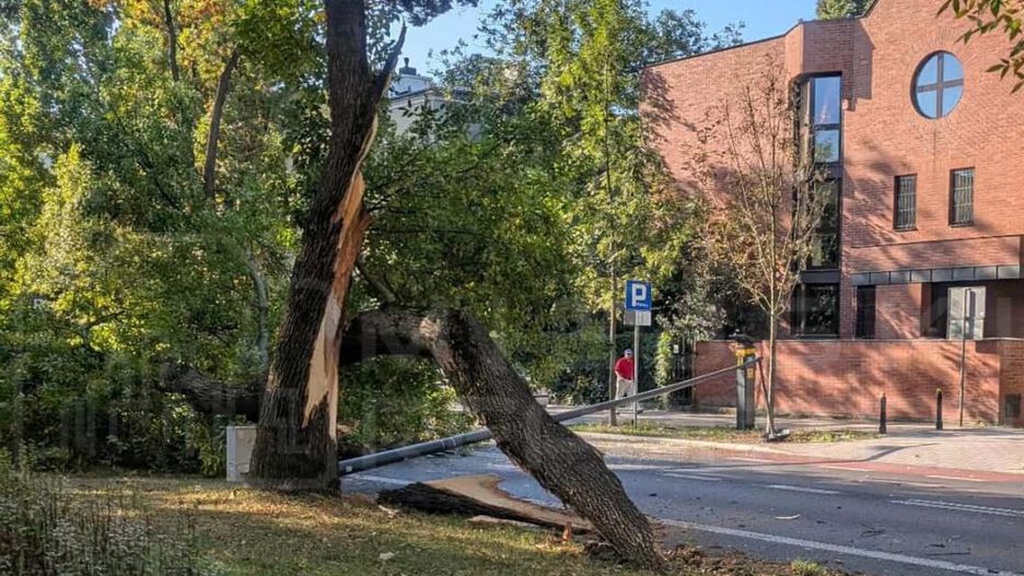 Złamany pień drzewa leży na trawie obok nowoczesnego budynku, w tle widoczny parking.