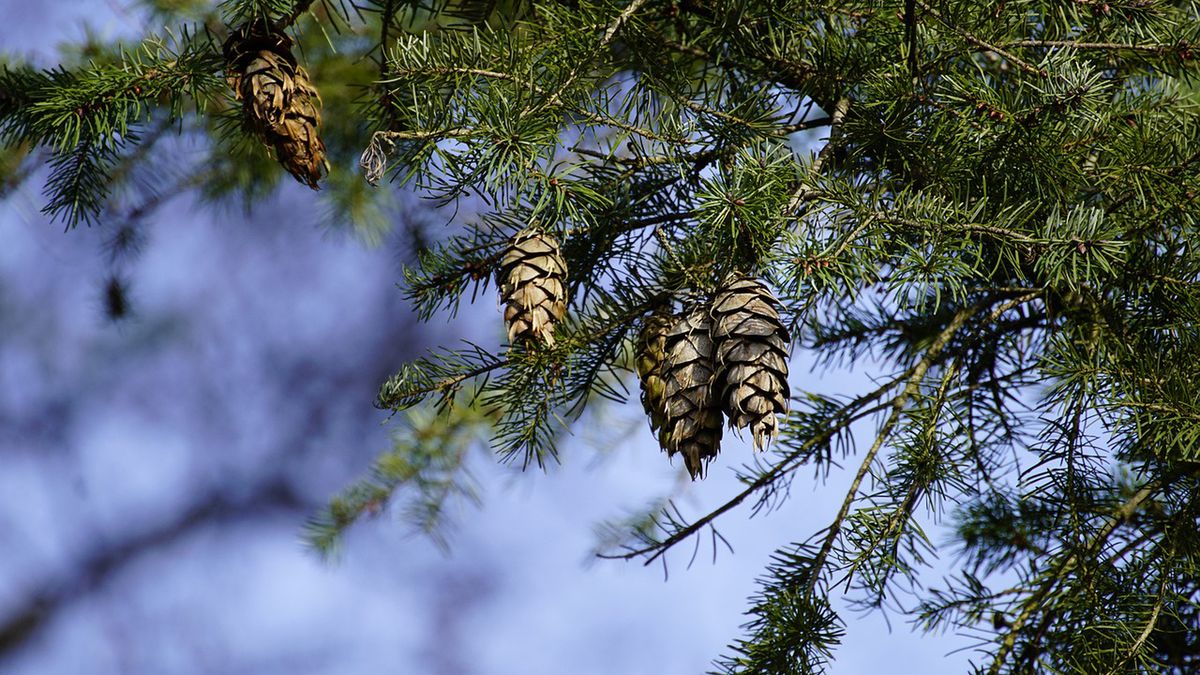 Akcja skierowana przeciwko złodziejom stroiszu