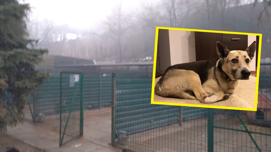 Psy znalazły tymczasowe domy