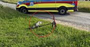 Pijany 15-latek przewoził koleżankę hulajnogą. Oboje trafili do szpitala
