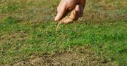Rozsypuj "na krzyż". Trawnik wyrośnie bujny i zielony