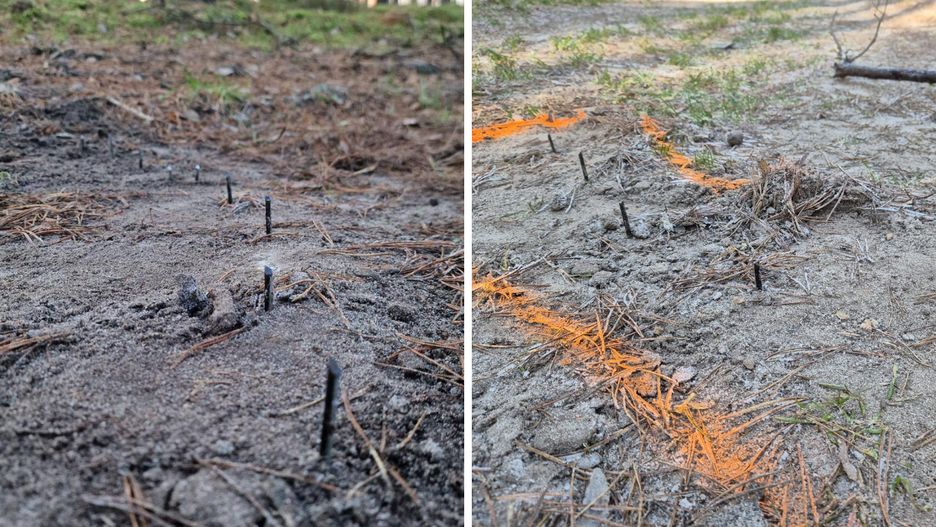 Pułapka na leśnej drodze