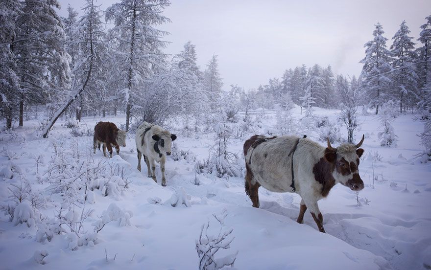 Mroźny reportaż z najzimniejszego miejsca na świecie, gdzie temperatura sięga -71.2 C 9