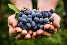 Pestki winogron mogą zostać wykorzystane w walce z próchnicą zębów