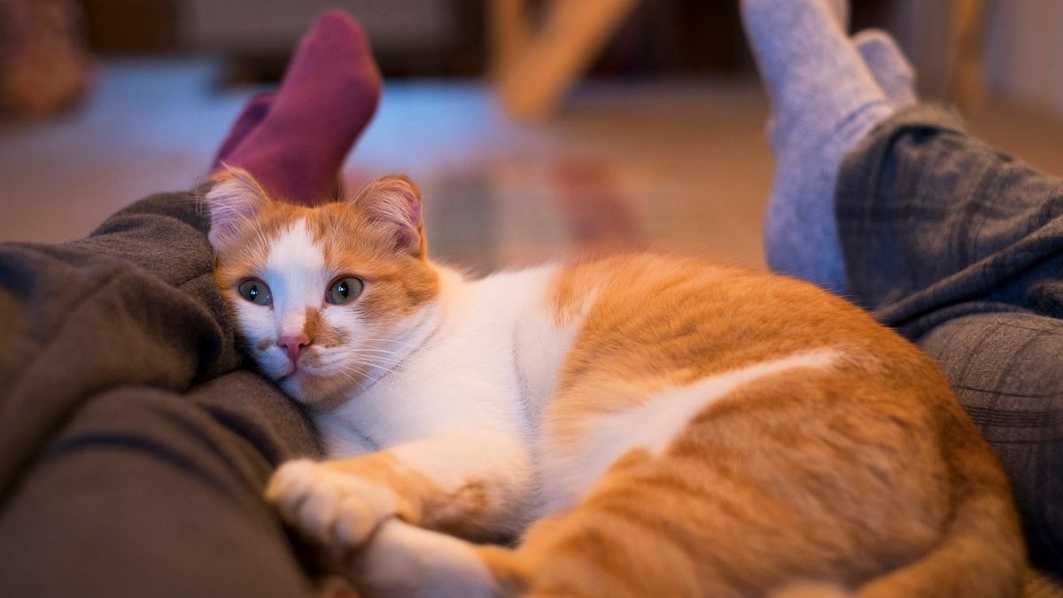 Kot w ten sposób chce ci przekazać ważną wiadomość