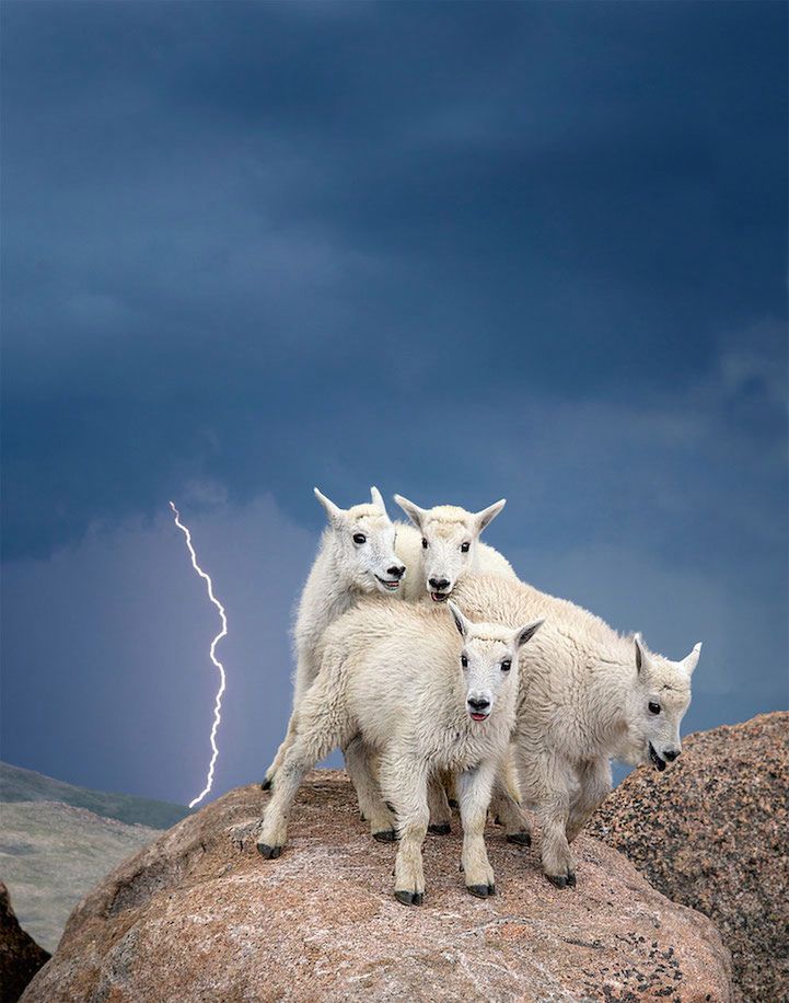 Zwycięzca kategorii Wildlife, amator. Na zdjęciu małe górskie kozice na Mount Evans w Kolorado.