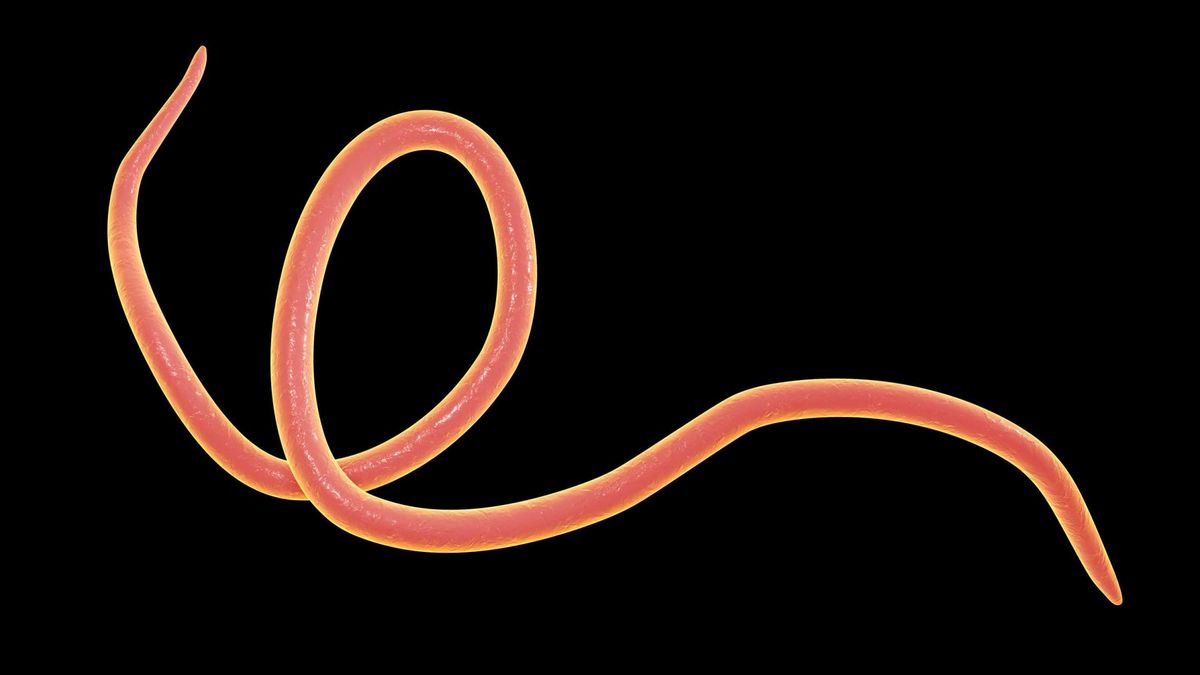 Nicienie to pasożyty gnieżdżące się w przewodzie pokarmowym