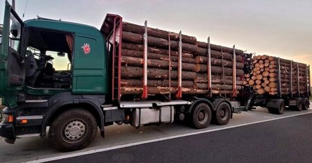 Załadowali drewno "pod korek". Waga pokazała potężny wynik