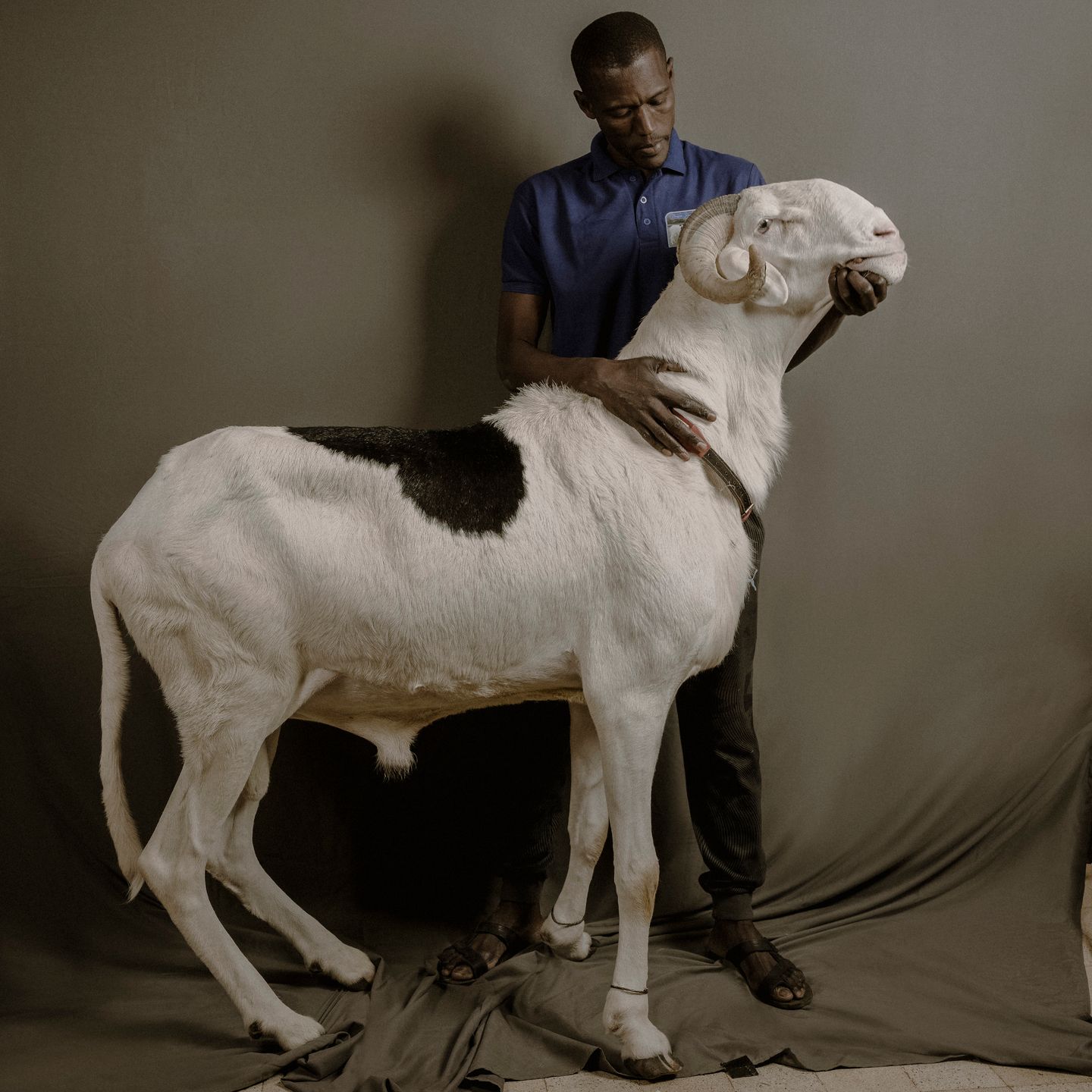 Nowa moda w Senegalu. Ludzie inwestują w... luksusowe owce 13