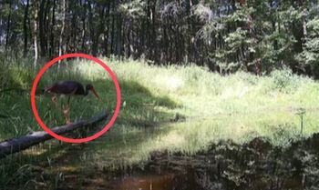 Niezwykłe nagranie z Podlasia. "Miałem szczęście"